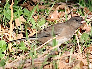 Dark-eyed Junco